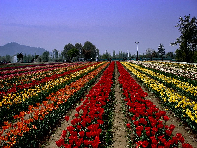 Tulip Garden Kashmir